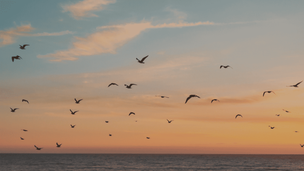 God's Value for Freedom