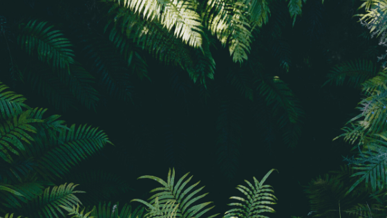 tree of life